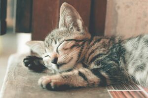 Tips for Better Sleep Through The Night