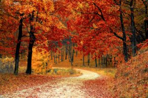 Fall and Nature